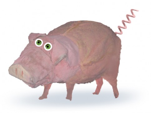 pig